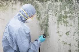 Best Asbestos and Lead Testing During Mold Inspection  in Patrick Af, FL